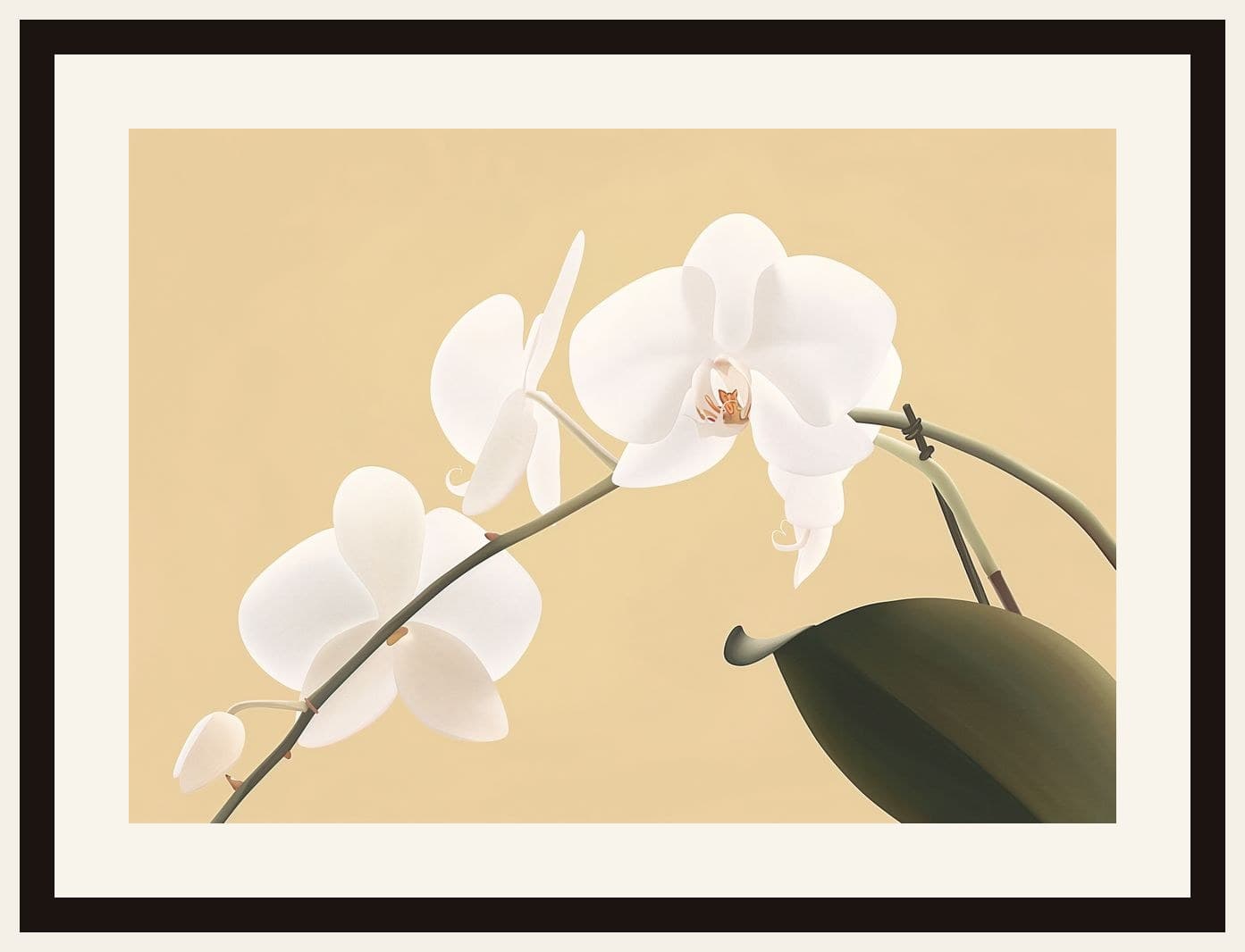 White Phalaenopsis Orchid Beige Background