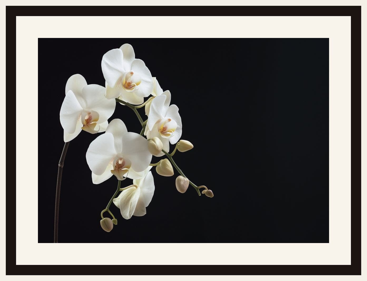 White Orchid Stem Black Background