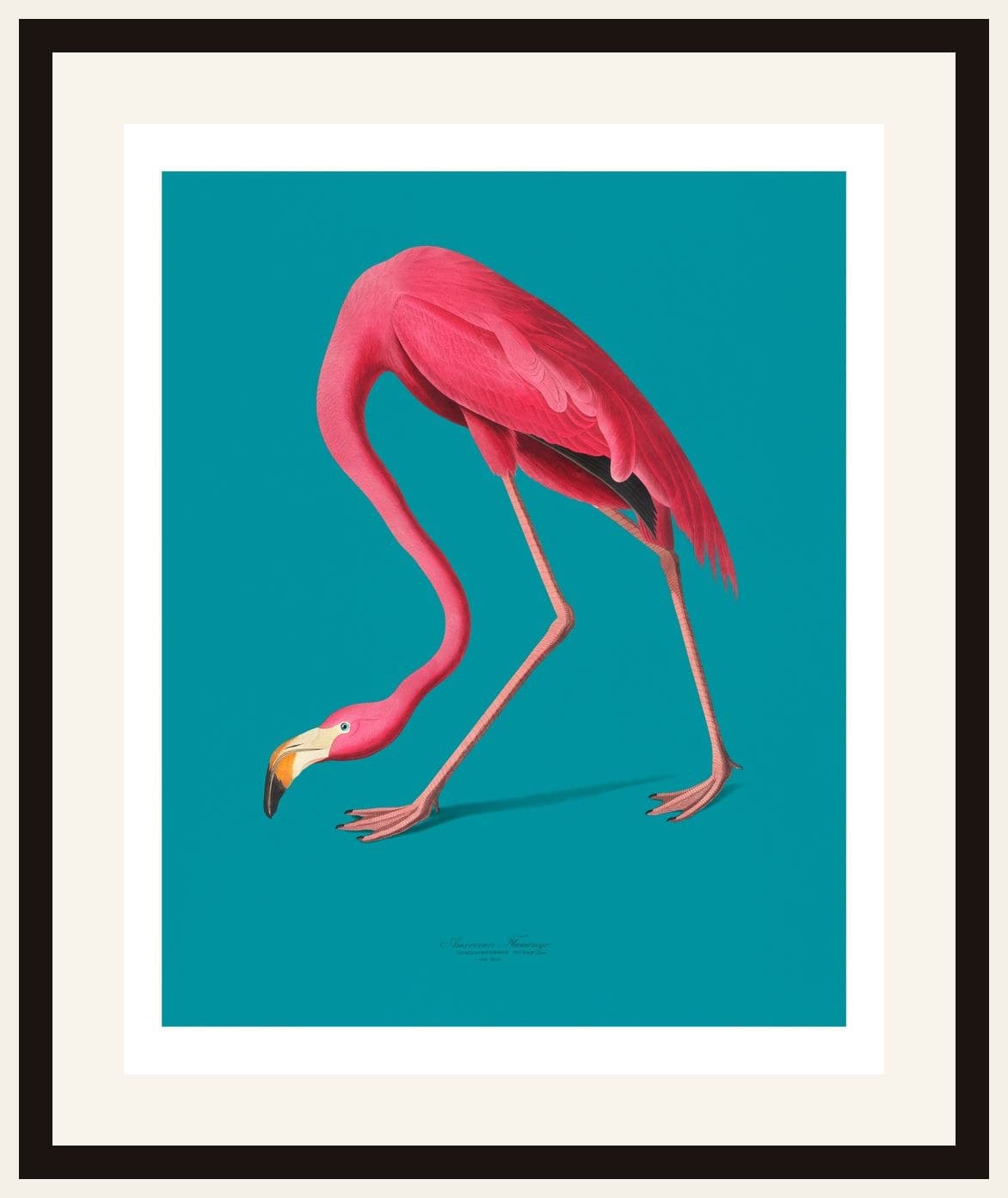 Pink Flamingo Teal Background Botanical