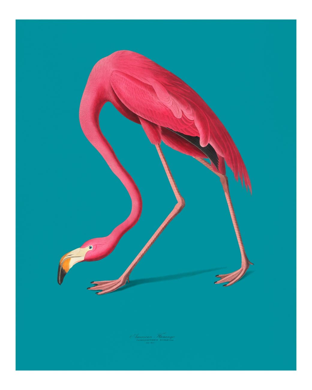 Pink Flamingo Teal Background Botanical