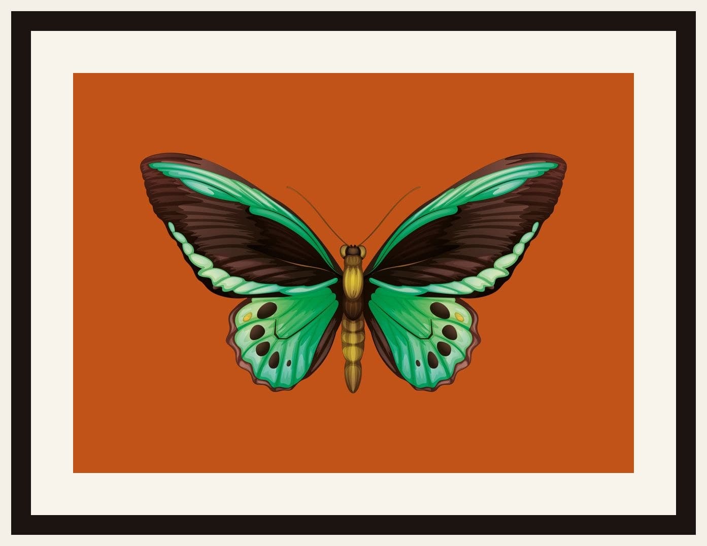 Green Birdwing Butterfly Orange Background