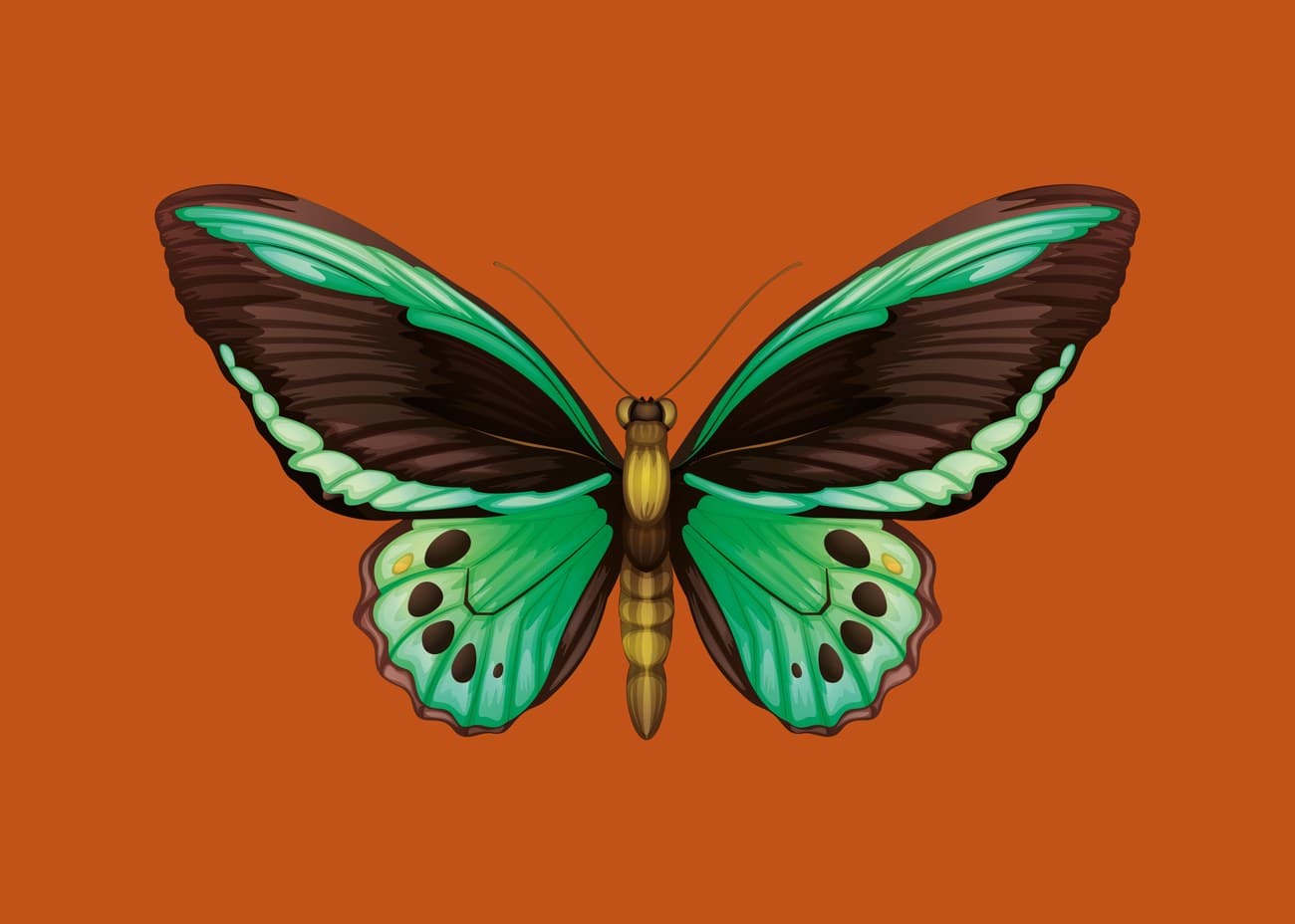 Green Birdwing Butterfly Orange Background