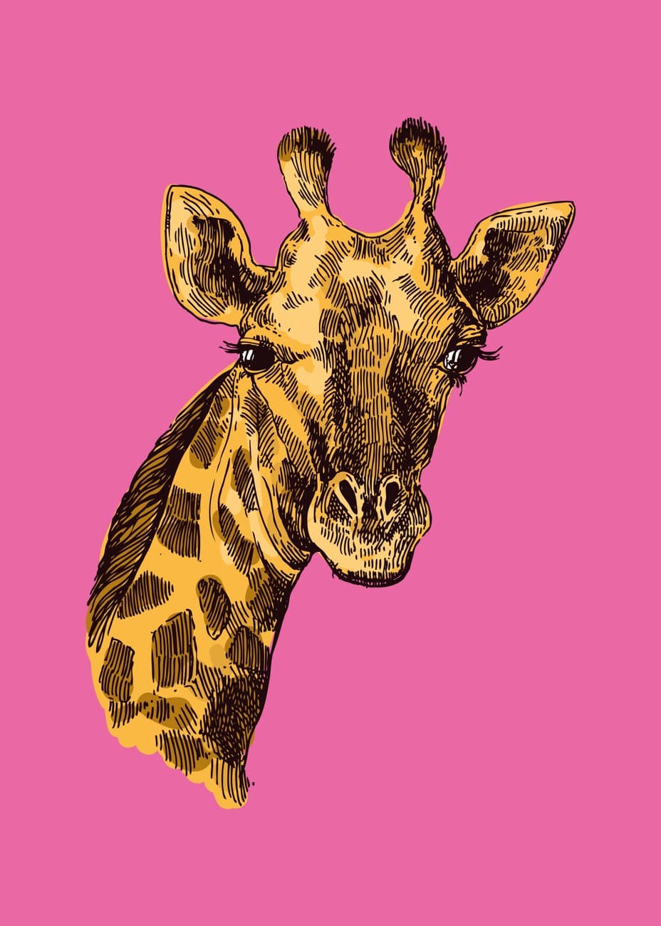 Pop Art Giraffe Portrait Pink Background
