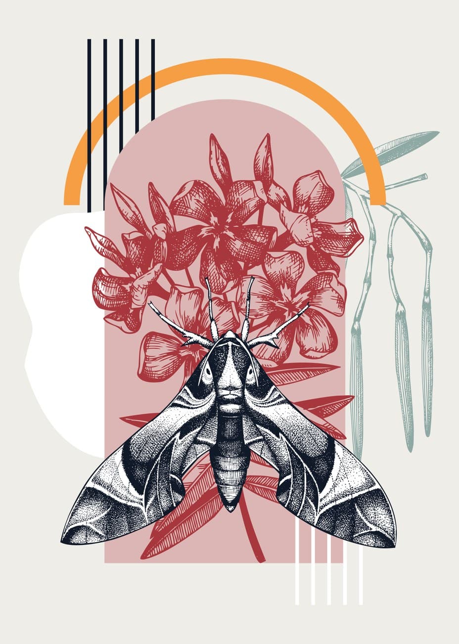 Moth Botanical Boho Geometric Collage
