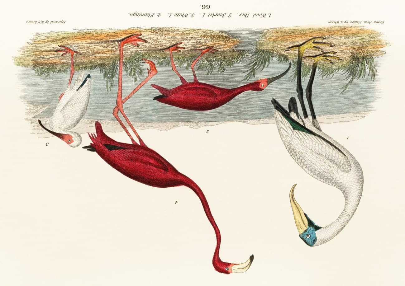 Elegance Of Shorebirds