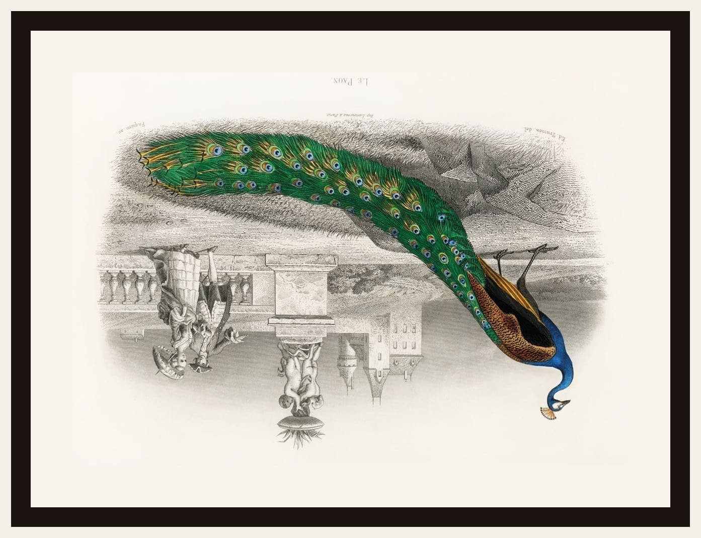 Regal Plumage