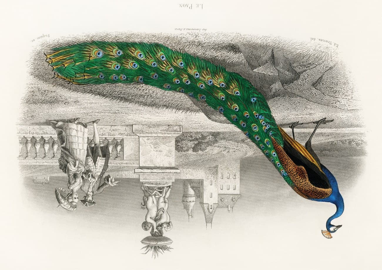 Regal Plumage