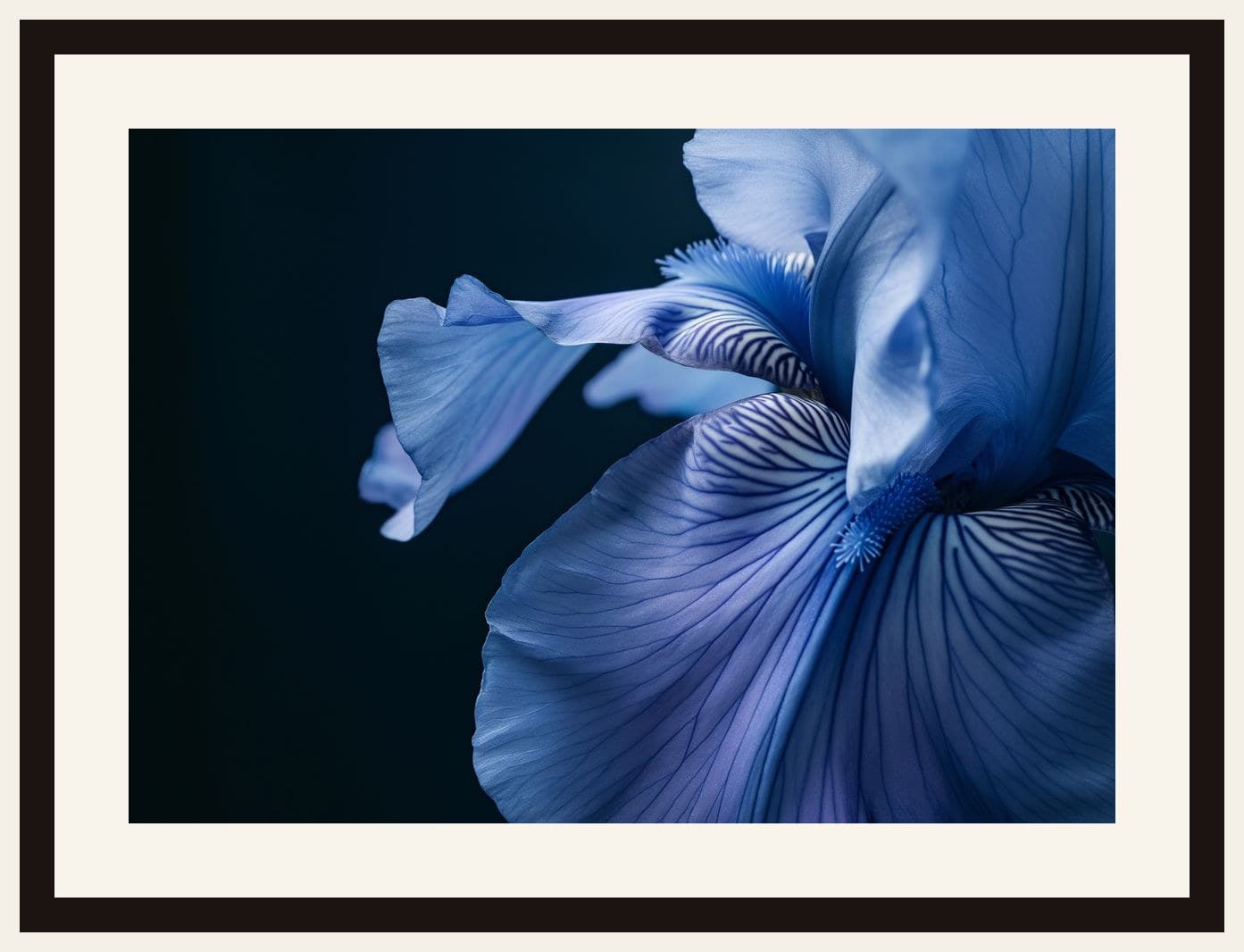 Blue Iris Close-Up Dark Background