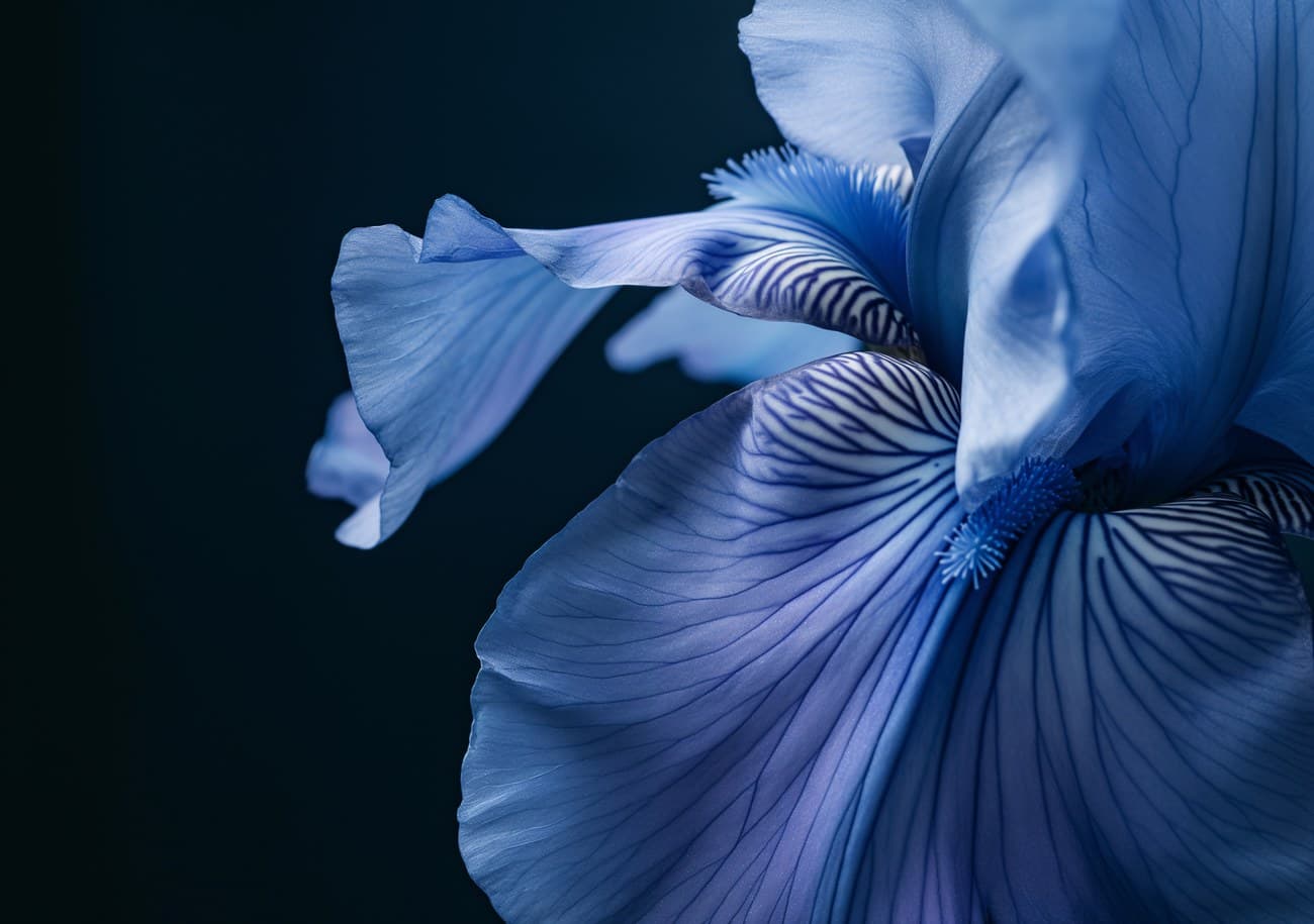 Blue Iris Close-Up Dark Background