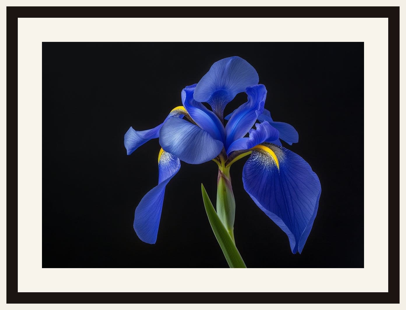 Blue Iris Flower Dark Background Macro