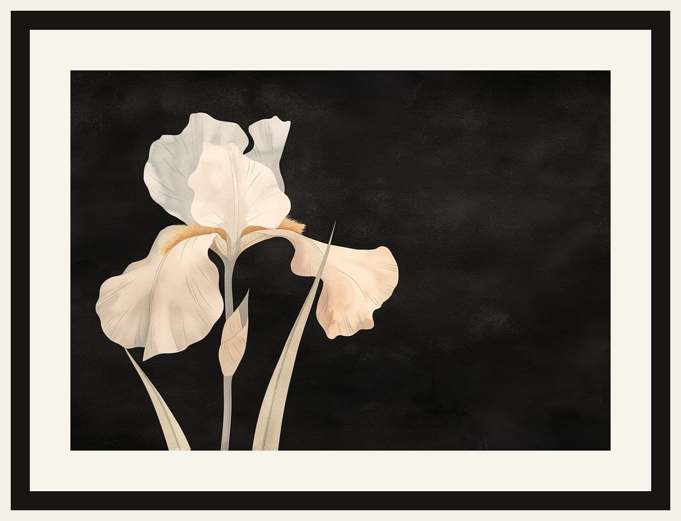 White Iris Flower Dark Background