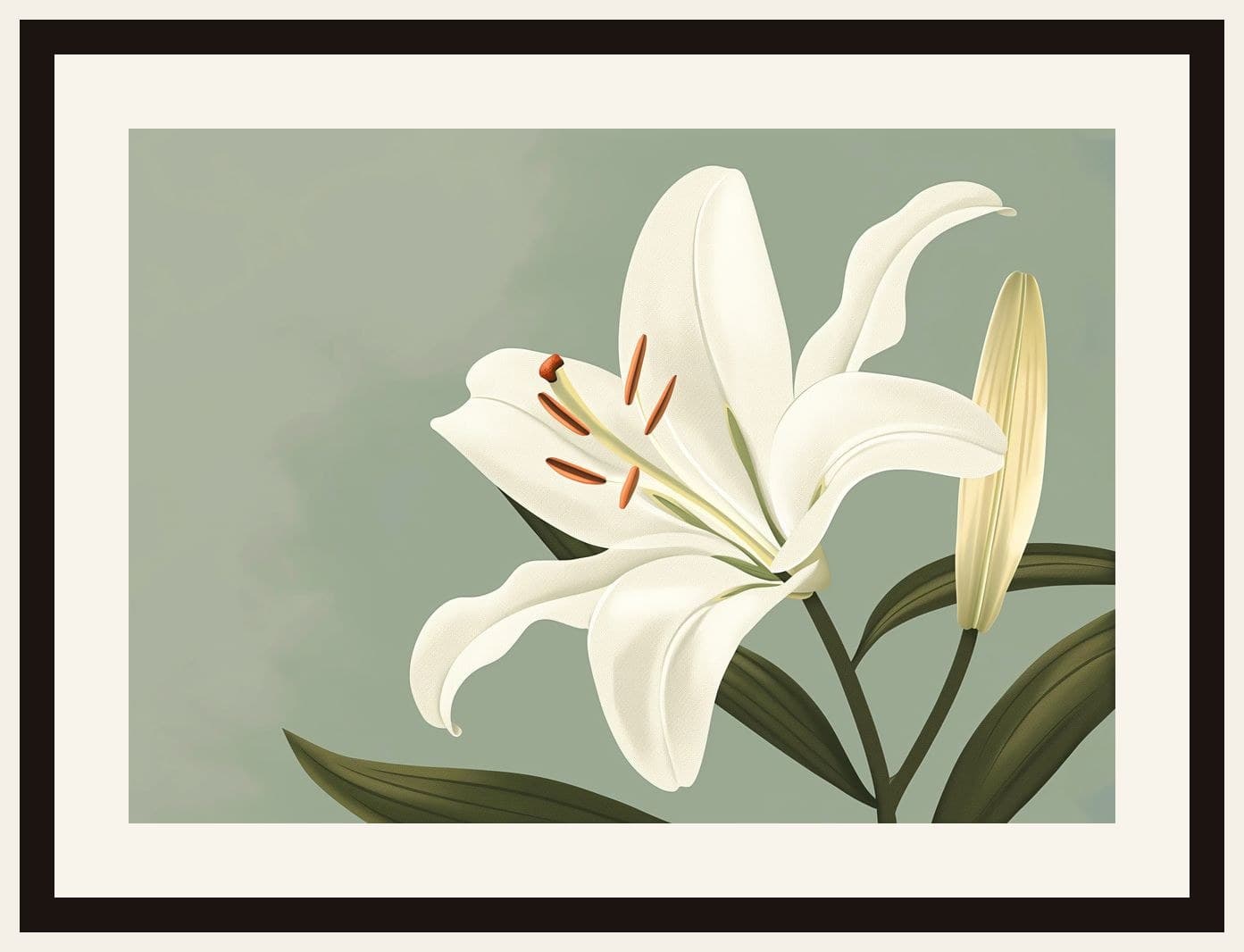 White Lily Bloom Sage Green Background
