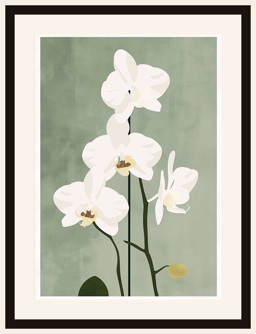 White Phalaenopsis Orchids Sage Green