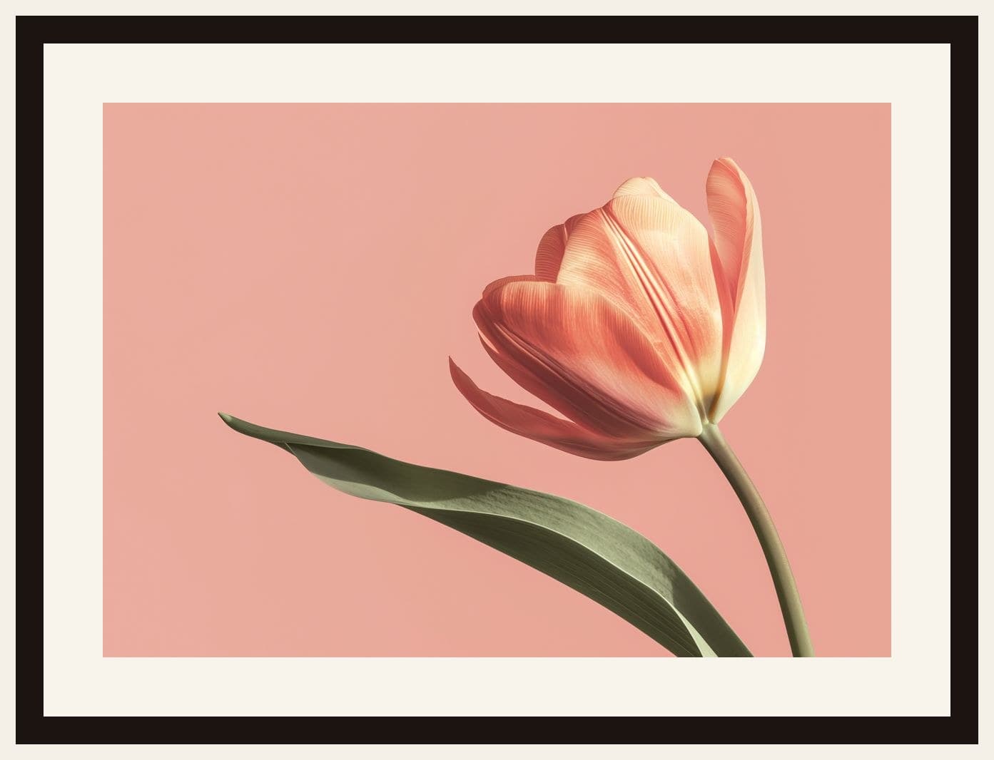 Single Peach Tulip Pink Background