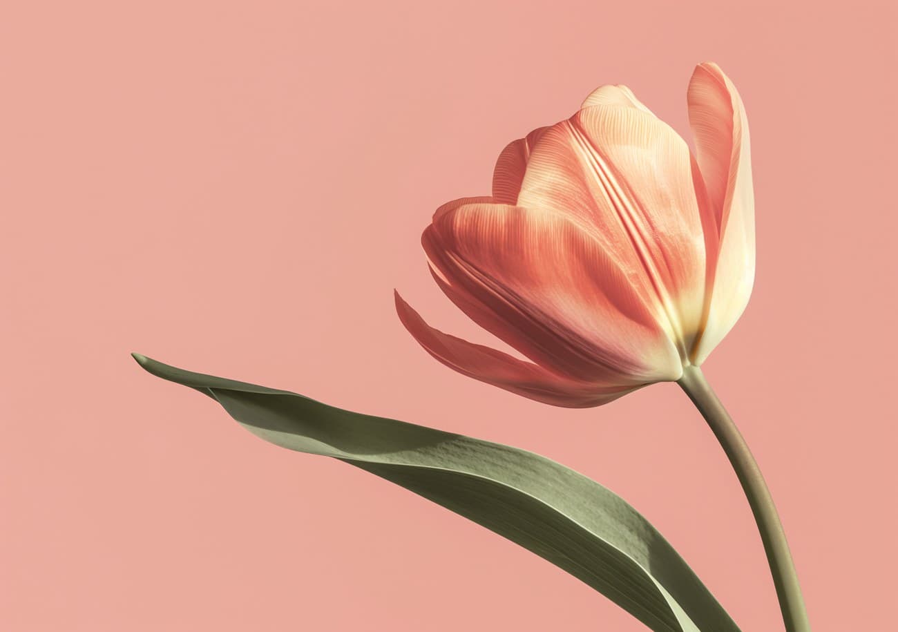 Single Peach Tulip Pink Background