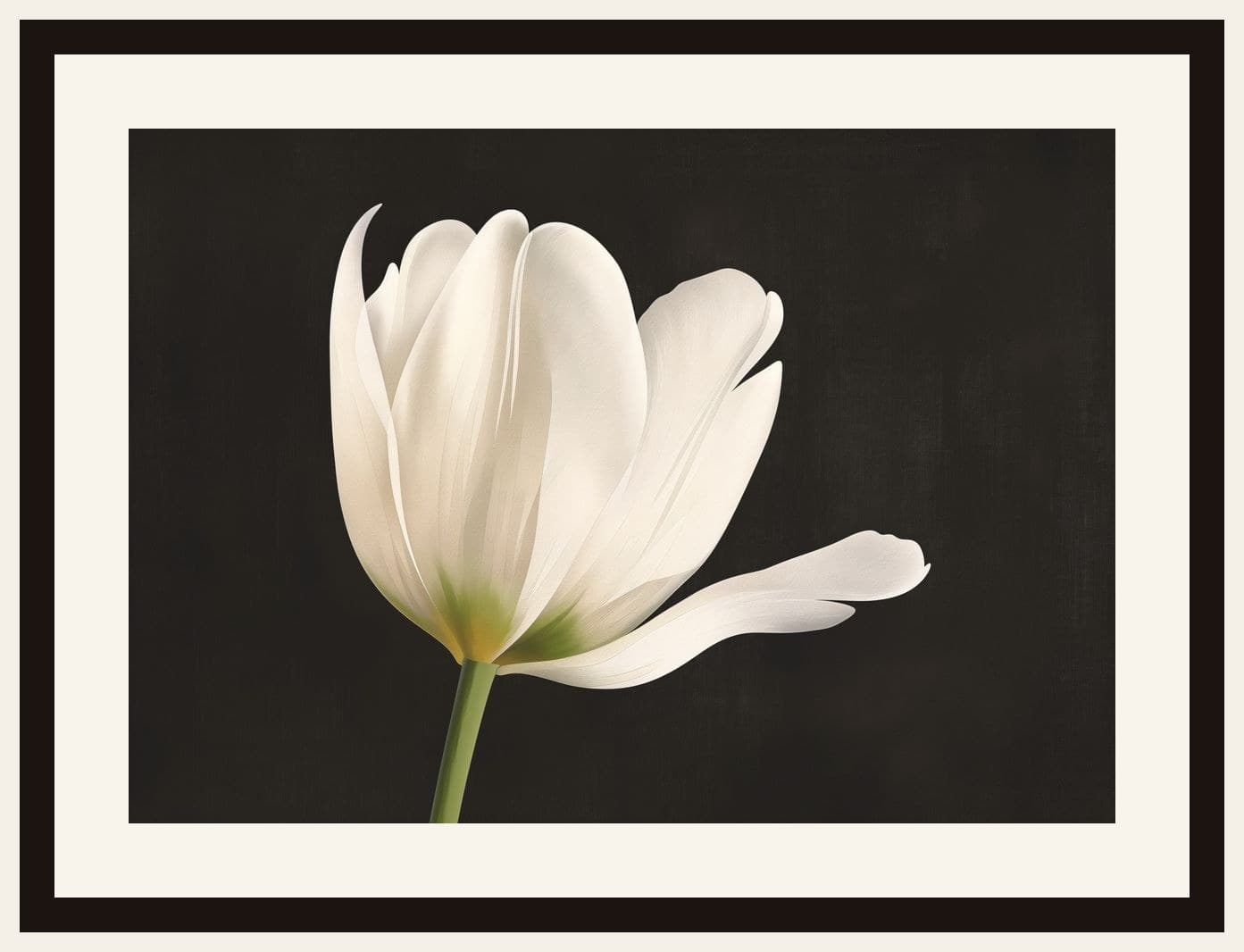White Tulip Dark Background Close-Up