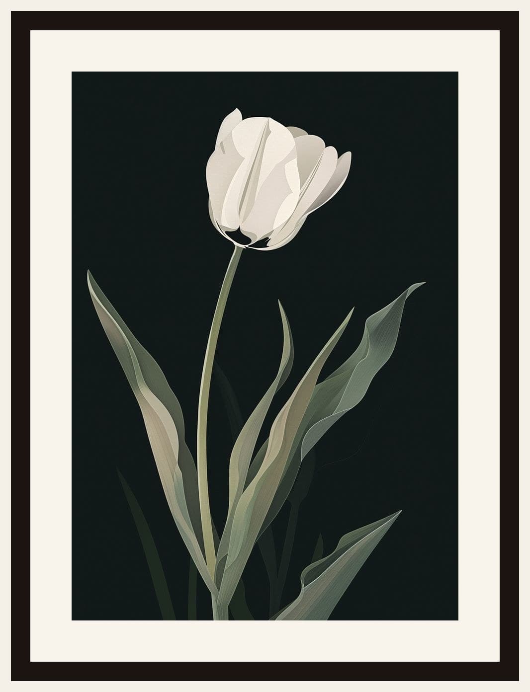 Single White Tulip Dark Background